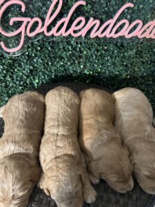 F1B Standard Goldendoodle Female Puppy “1st Pick” 55-65 lbs 3