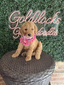 F1B Standard Goldendoodle Female Puppy “Fatima” 55-65 lbs 1