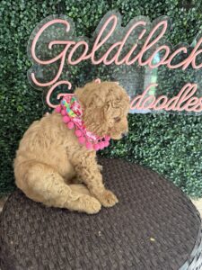 F1B Standard Goldendoodle Female Puppy “Fatima” 55-65 lbs 2
