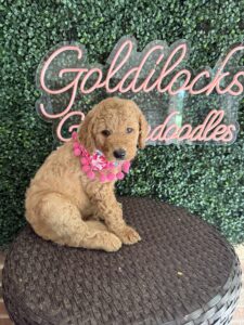 F1B Standard Goldendoodle Female Puppy “Fatima” 55-65 lbs 3