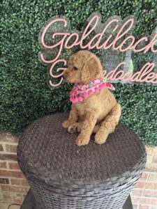 F1B Standard Goldendoodle Female Puppy “Fatima” 55-65 lbs 4