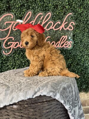 F1B Micro Goldendoodle Feale Puppy “Abby” 15-25 lbs, DOB 3/02/25, $150/month (PayPal Pay Later)