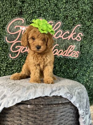 F1B Micro Goldendoodle Feale Puppy “Msddison” 15-25 lbs, $150/month (PayPal Pay Later)