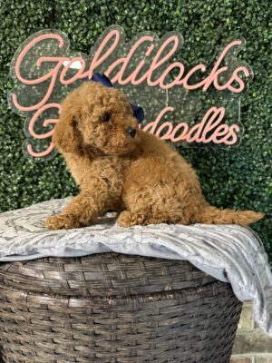 F1B Micro Goldendoodle Female Puppy “Kalani” 15-25 lbs, DOB 3/02/25, $150/month (PayPal Pay Later)