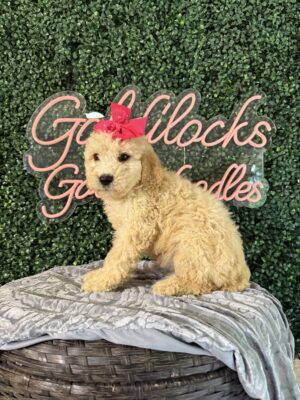 F1B Mini Goldendoodle Female Puppy “Taffy” 25-35 lbs, DOB 3/05/25, $150/month (PayPal Pay Later)