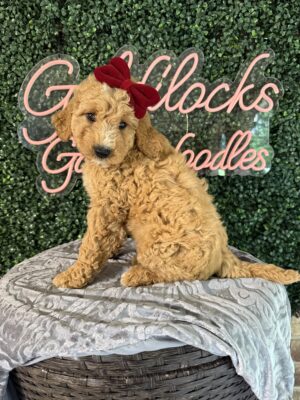 F1B Mini Goldendoodle Female Puppy “Gidget” 25-35 lbs, DOB 3/05/25, $150/month (PayPal Pay Later)