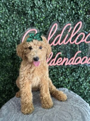 F1B Mini/Med Goldendoodle Female Puppy “Siri” 30-45 lbs, DOB 3/1/25, $150/month (PayPal Pay Later)
