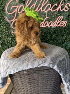 F1B Micro Goldendoodle Puppy “Dannie” 15-25 lbs Female Pups. Born on 03/02/2025