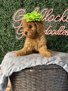 F1B Micro Goldendoodle Puppy “Dannie” 15-25 lbs Female Pups. Born on 03/02/2025