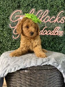 F1B Micro Goldendoodle Puppy “Dannie” 15-25 lbs Female Pups. Born on 03/02/2025