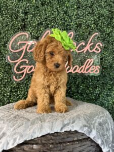 F1B Micro Goldendoodle Puppy “Dannie” 15-25 lbs Female Pups. Born on 03/02/2025