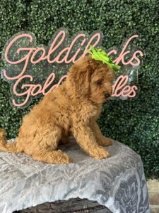 F1B Micro Goldendoodle Puppy “Dannie” 15-25 lbs Female Pups. Born on 03/02/2025