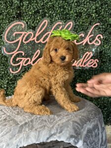 F1B Micro Goldendoodle Puppy “Dannie” 15-25 lbs Female Pups. Born on 03/02/2025
