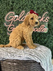 F1B Mini Goldendoodle Puppy “Gidget” 25-35 lbs Female Pups. Born on 03/05/2025
