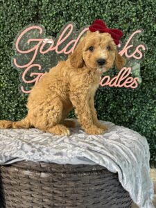 F1B Mini Goldendoodle Puppy “Gidget” 25-35 lbs Female Pups. Born on 03/05/2025