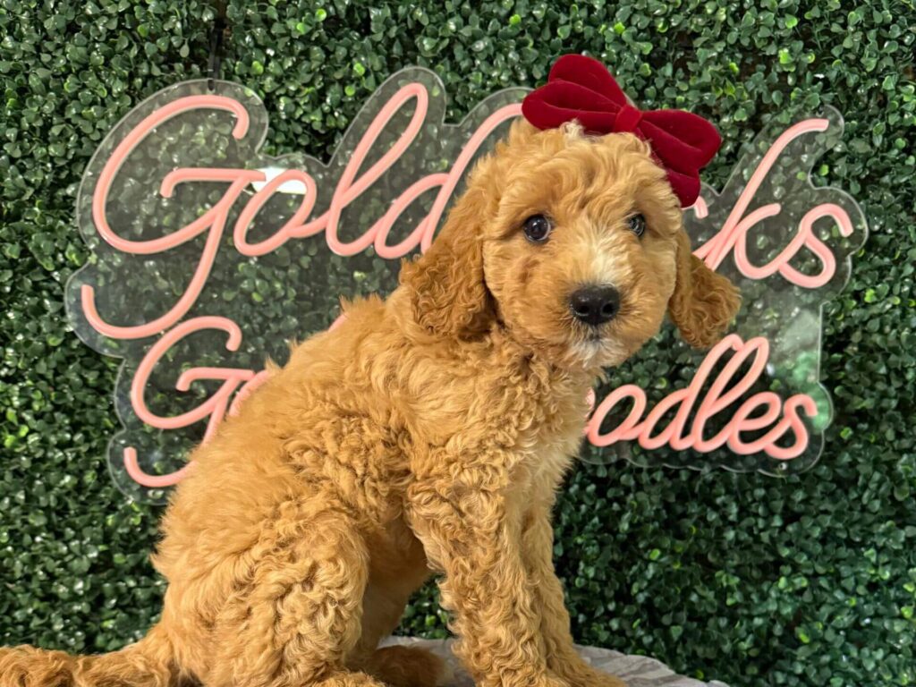 Basic Obedience Training for Your Goldendoodle Puppy: A Complete Guide