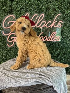F1B Mini Goldendoodle Puppy “Gidget” 25-35 lbs Female Pups. Born on 03/05/2025