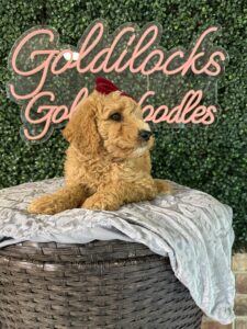 F1B Mini Goldendoodle Puppy “Gidget” 25-35 lbs Female Pups. Born on 03/05/2025