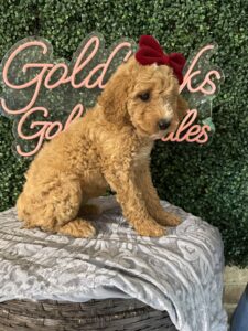 F1B Mini Goldendoodle Puppy “Gidget” 25-35 lbs Female Pups. Born on 03/05/2025