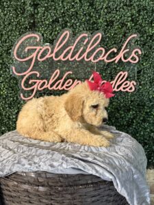 F1B Mini Goldendoodle Puppy “Gidget” 25-35 lbs Female Pups. Born on 03/05/2025