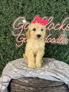 F1B Mini Goldendoodle Puppy “Taffy” 25-35 lbs Female Pups. born on 03/05/2025