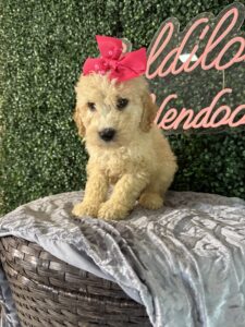 F1B Mini Goldendoodle Puppy “Taffy” 25-35 lbs Female Pups. born on 03/05/2025