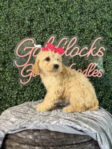 F1B Mini Goldendoodle Puppy “Taffy” 25-35 lbs Female Pups. born on 03/05/2025