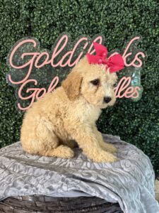 F1B Mini Goldendoodle Puppy “Taffy” 25-35 lbs Female Pups. born on 03/05/2025