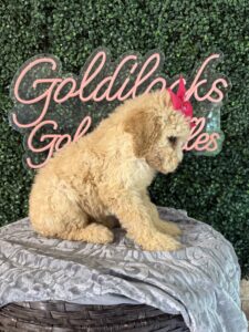 F1B Mini Goldendoodle Puppy “Taffy” 25-35 lbs Female Pups. born on 03/05/2025