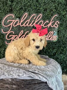 F1B Mini Goldendoodle Puppy “Taffy” 25-35 lbs Female Pups. born on 03/05/2025