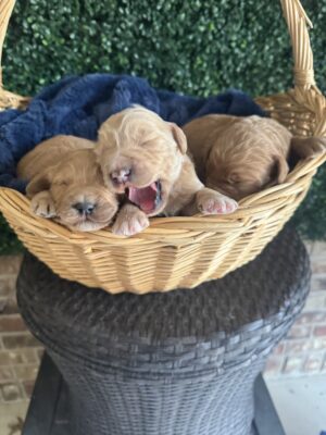 F1B Micro Goldendoodle Female Puppy “1st Female Pick” 15-25 lbs, DOB 6/5, Ready 7/31 $150/month (PayPal Pay Later)