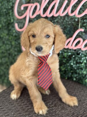 F1B Standard Goldendoodle Puppy “Taro” 55-65 lbs Male Pups