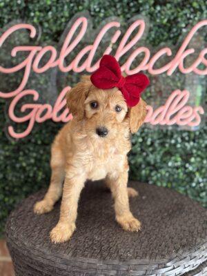 F1B Standard Goldendoodle Female Puppy “Effie May” 55-65 lbs, $150/month (PayPal Pay Later)