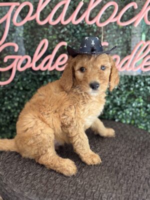 F1B Standard Goldendoodle Puppy “Indie” 55-65 lbs Male Pups