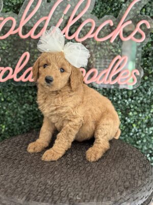 F1B Standard Goldendoodle Female Puppy “Faffie” 55-65 lbs, $150/month (PayPal Pay Later)
