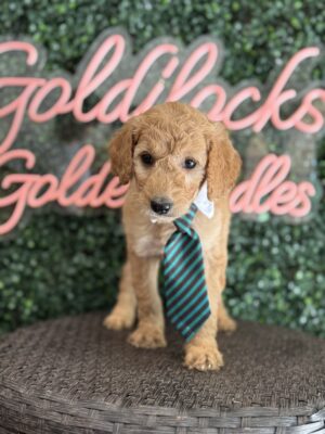 F1B Standard Goldendoodle Puppy “Cleo” 55-65 lbs Male Pups