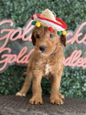 F1B Standard Goldendoodle Puppy “Zed” 55-65 lbs Male Pups