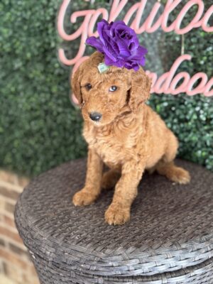 F1B Standard Goldendoodle Female Puppy “Jocelyn” 55-65 lbs, $150/month (PayPal Pay Later)