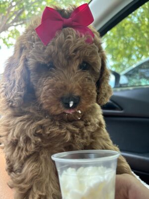 F1B Micro Goldendoodle Female Puppy “1st Female Pick” 15-25 lbs, DOB 6/5, Ready 7/31 $150/month (PayPal Pay Later)