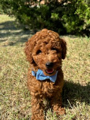 F1B Micro Goldendoodle Male Puppy “Elijah Woof” 15-25 lbs, DOB 6/5, $150/month (PayPal Pay Later)