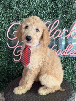 F1B Standard Goldendoodle Male Puppy “Pappy” 55-65 lbs, $150/month (PayPal Pay Later)