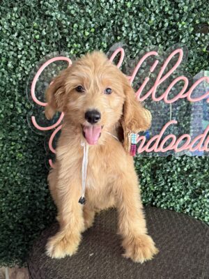 F1B Standard Goldendoodle Male Puppy “Nico” 55-65 lbs, $150/month (PayPal Pay Later)