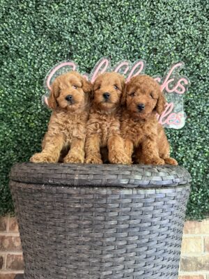 F1B Micro Goldendoodle Male Puppy “1st Male Pick” 15-25 lbs, DOB 6/5, Ready 7/31 $150/month (PayPal Pay Later)