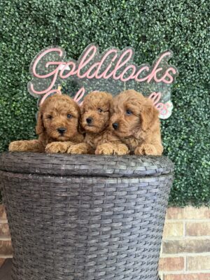 F1B Micro Goldendoodle Female Puppy “2nd Female Pick” 15-25 lbs, DOB 6/5, Ready 7/31 $150/month (PayPal Pay Later)