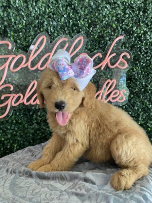 F1 Mini/Med Goldendoodle Female Puppy “Francesca” 30-40 lbs, DOB 4/14/25, $150/month (PayPal Pay Later)