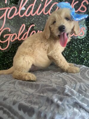 F1 Mini/Med Goldendoodle Female Puppy “Lacie” 30-40 lbs, DOB 4/14/25, $150/month (PayPal Pay Later)