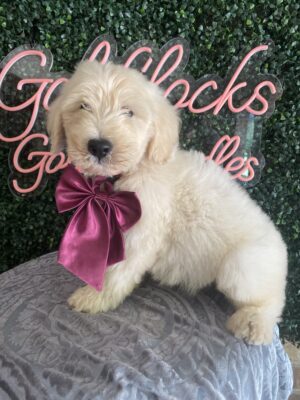 F1 Mini/Med Goldendoodle Male Puppy “Vern” 30-40 lbs, DOB 4/14/25, $150/month (PayPal Pay Later)