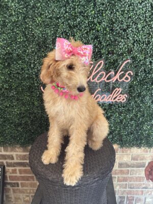 F1B Standard Goldendoodle Female Puppy “Effie May”, DOB 4/5/25, 55-65 lbs, $150/month (PayPal Pay Later)