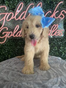 F1 Mini/Med Goldendoodle Puppy “Lacie” 30-40 lbs Female Pups 2