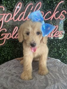 F1 Mini/Med Goldendoodle Puppy “Lacie” 30-40 lbs Female Pups 3